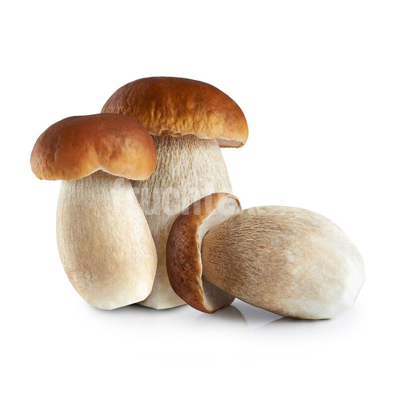 Steinpilze
