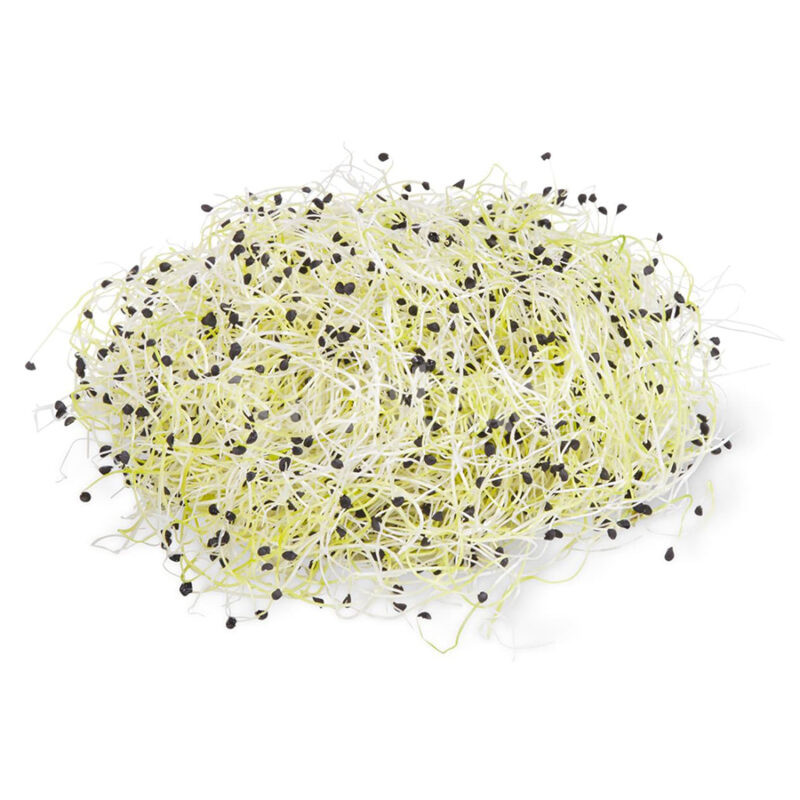 Zwiebelsprossen
